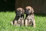 DOGUE ALLEMAND 802